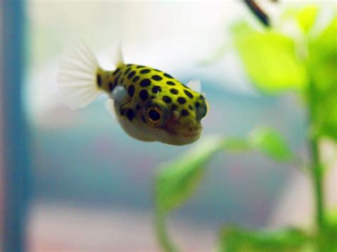 green spotted puffer fish food|green spotted puffer fish diet.